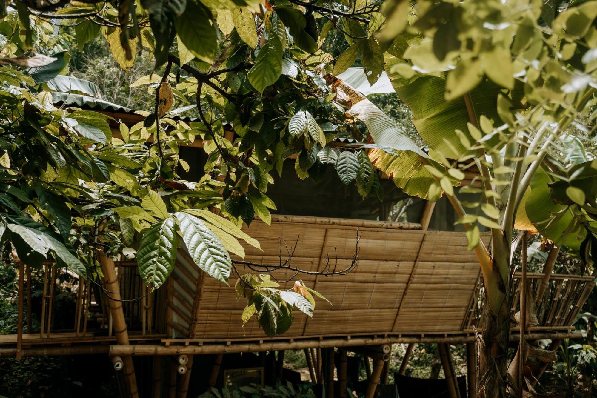 Finca La Selvita Chocolate Experience Бурітака Екстер'єр фото